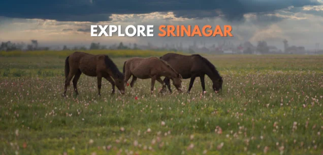 Srinagar