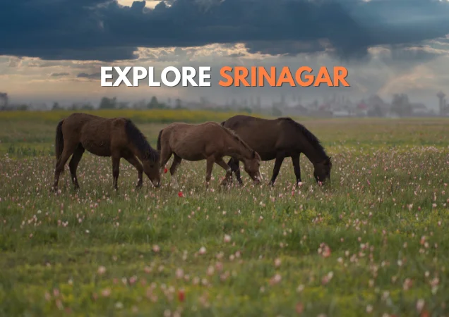 Srinagar