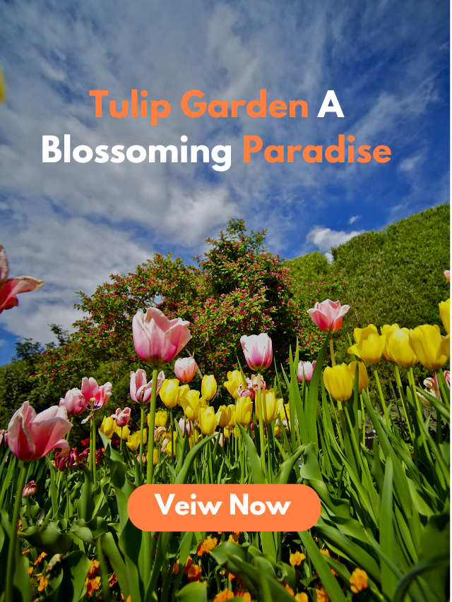 Tulip Garden: A Blossoming Paradise
